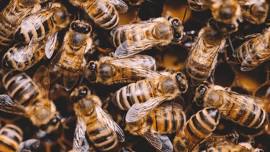 Beekeeping 103