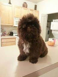 It's recommended to get your shih tzu used to having their mouth, ears, and paws handled as a puppy and rewarding them for grooming sessions. Pin On Perros