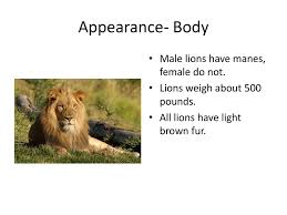 More images for how many pounds does a lion weigh » Lion Alex W 2 Morgan Ppt Download