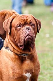 The dogue de bordeaux isn't just another dog, but history packed into a muscled form. Dogue De Bordeaux Wikipedia