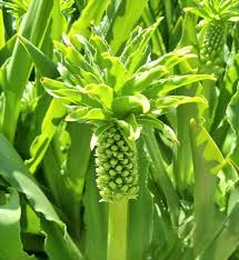 Image result for Hyacinthaceae