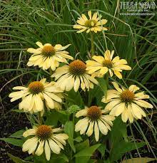 Pin By Terra Nova Nurseries On Sun Perennials Small Space Gardening Plants Miniature Plants