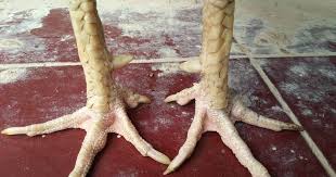 Pada tubuh ayam terdapat berbagai ciri yang berbeda, mulai dari kepada hingga kaki ayam. Bentuk Dan Model Kaki Ayam Petarung Pukul Saraf Ko Kaki Ayam Bangkok Pukul Saraf Asia Kakek Menindihku Dipegangnya Batang Kemaluannya Lalu Ditempelkan Pada Bibir Vaginaku Kami Pun Langsung Ambruk Ketika