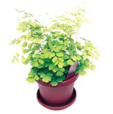 Here are nine favorites to get you started. Fern Houseplant Costa Farms