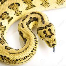 Auch {f}zool.t zentralaustralischer python {m} nicht fachspr. Jungle Jaguar Teppich Python Morelia Spilota Variegata Auf Weissem Hintergrund Lizenzfreie Fotos Bilder Und Stock Fotografie Image 3930121