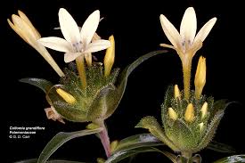 Image result for Polemoniaceae