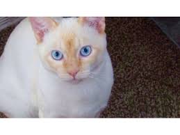 He's such a sweet boy with a loving, easygoing personality. Flame Point Siamese Cat Petfinder