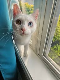 Love a "Bobs" memory...Love how, from this angle, his markings show a  little heart