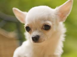 Datos Curiosos Sobre Los Perros Chihuahua Perros Chihuahua Nombres Para Perros Chihuahua Perros Pequenos