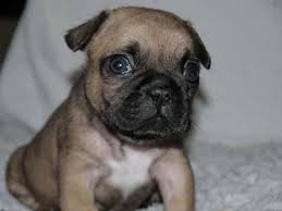 American bulldog pitbull mixes can also be wary with strangers and other dogs. French Bulldog Pug Mix Puppies For Sale Petsidi