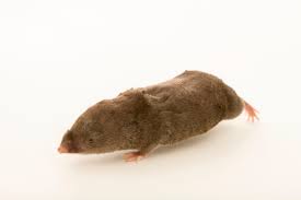 Image result for Urochloa brevispicata