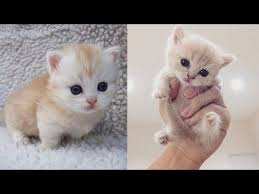 Baby Cats Funny And Cute Cat Videos Compilation 2019 Youtube In 2020 Baby Cats Cute Cat Gif Kittens Cutest