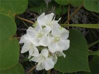 Image result for Dombeya acutangula