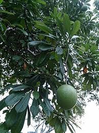 Pokok boleh kena hujan dan panas. Cerbera Odollam Wikipedia