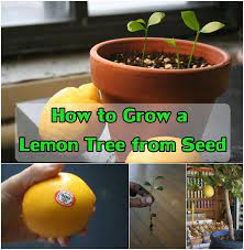 How To Grow A Lemon Tree From Seed Lemon Tree From Seed How To Grow Lemon Lemon Tree