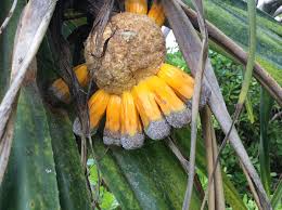 The fruit is sometimes known as hala fruit. File Hala Tree Fruit Ripe Jpg Wikimedia Commons