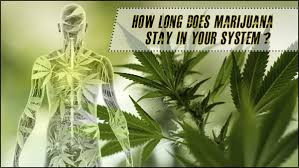If you're planning to detox your hair naturally, you'll need at least 90 days to be certain marijuana is out of your hair. How Long Does Weed Thc Stay In Your System Blood Urine Hair