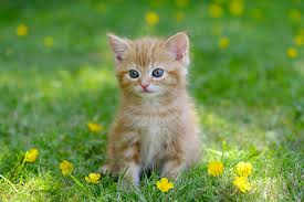 He comes to say hi every time he sees me. Ginger Cat Wall Murals Online Photowall