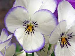 Pictures Of Pansy Flowers Beautiful Flowers Pansies Flowers Pansies Tulip Flower Pictures