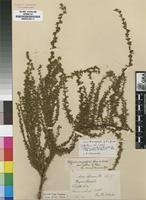 Image result for Cliffortia