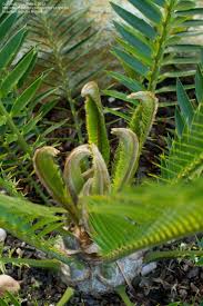 Image result for Encephalartos lebomboensis