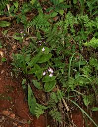 Image result for Anemia simii