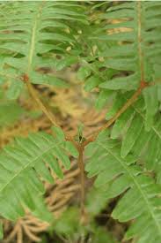 Image result for Pteris linearis