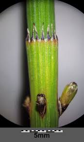 Image result for Equisetum ramosissimum