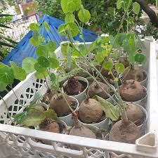 Image result for Cyphia erecta