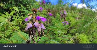 Image result for Tephrosia vogelii