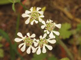 Image result for Afroligusticum