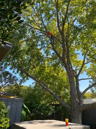 Martinez Tree Service 1 Reviews Carrollton Tx Angi
