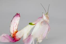 The giant mantises roamed the forests peacefully until the japanese government decided to set up a base for testing weather control. These Beautiful Mantises Use Their Colors To Their Advantage
