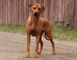 Puppies available to go to their new homes and start bonding with their new families in 2021! Rhodesian Ridgeback Breeders Australia Rhodesian Ridgeback Info Puppies