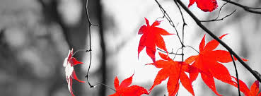 Black And White Cover Photos For Facebook Red Leaves Cover 39 Jpg 850 315 Pixels Fall Facebook Cover Free Facebook Cover Photos Vintage Facebook Cover