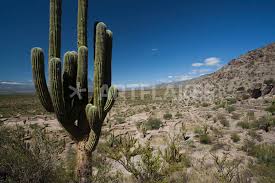 During the first 10 years of the saguaro's life, it might only grow a couple inches a year. Cactus Plants In A Desert Quilmes Tucuman Province Argentina Picture Art Prints And Posters By Panoramic Images Artflakes Com