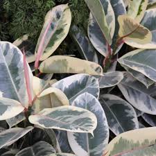 Image result for Ficus elastica