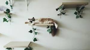Cat steps for wall diy. Options For Cat Wall Shelves And Perches Lovetoknow
