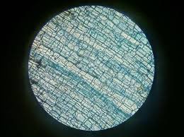 Maybe you would like to learn more about one of these? Gambar Daun Rhoeo Discolor Yang Sudah Di Amati Degan Mikroskop Brainly Co Id