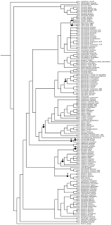 Image result for Gymnosporia pubescens