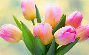 Download Wallpapers Pink Tulips 4k Spring Flowers Pink Flowers Tulips Besthqwallpapers Com Spring Flower Bouquet Flowers Yellow Tulips