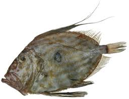 Gulai ikan sebelah #bikinramadanberkesan #3ramadhan1439h. Apa Itu Ikan Dory