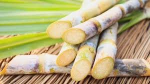 Image result for sugarcane