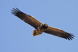As with other vultures, when flying it is very agile, describing circles in the air; Watch Leonardo The Rare Egyptian Vulture Heads To Africa