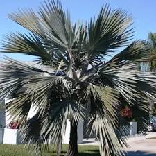 Image result for Latania loddigesii