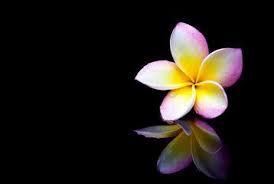 Plumeria Flower On A Black Background Plumeria Flower Backgrounds Royalty Free Images