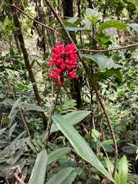 Image result for Renealmia