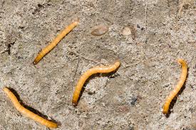 Diagnosis of diseases caused by different types of pathogens. Identifying Plant Pests And Diseases