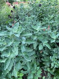 Image result for Dicliptera pumila