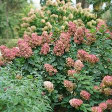 This unique panicle hydrangea revolutionized landscaping across north america. Hydrangea Pan Limelight Prime Johnson Nursery Corporation
